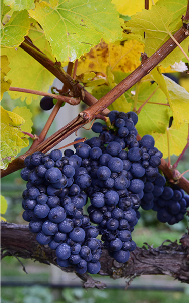 growbiz international