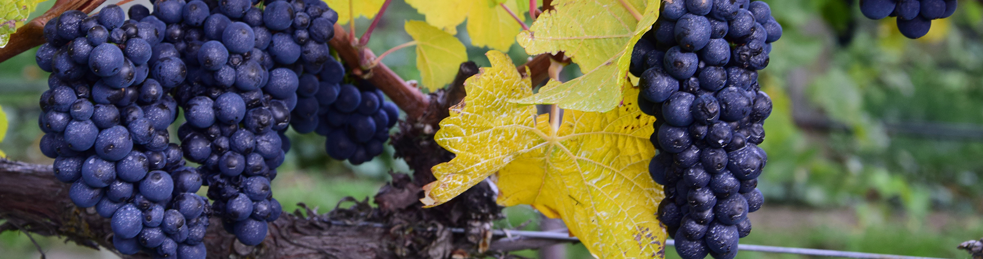 growbiz international