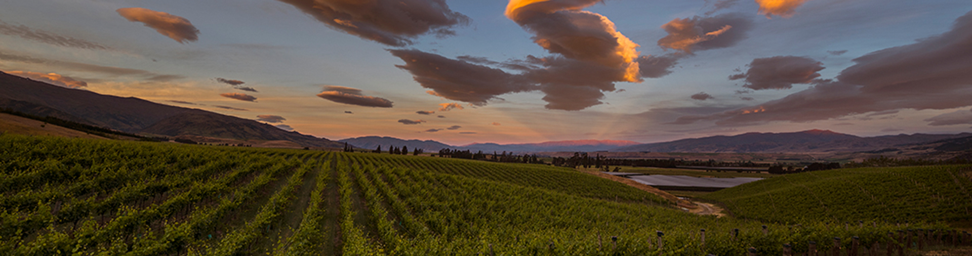 growbiz international