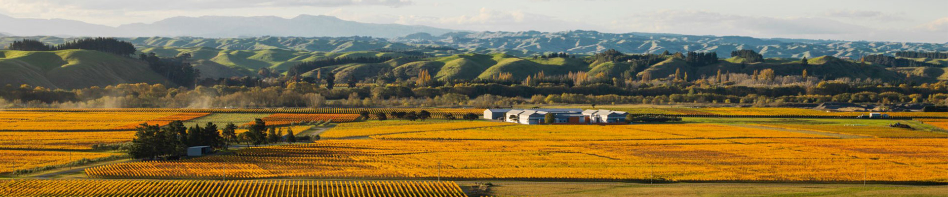 growbiz international